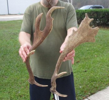 Buy this 2 pc lot of 22 inch Fallow Deer (Dama dama) horn/antler for $44