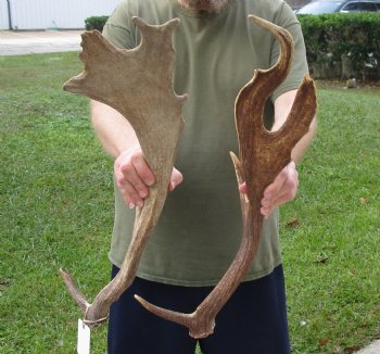 Buy this 2 pc lot of 22 inch Fallow Deer (Dama dama) horn/antler for $44