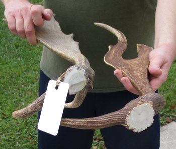 Buy this 2 pc lot of 22 inch Fallow Deer (Dama dama) horn/antler for $44