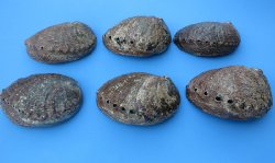Green Abalone Shells 4 to 4-1/2 inches - 6 @ $4.75 each; 24 @ $4.25 each