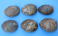4 to 4-1/2 inches Wholesale Green Abalone Shells,- 6 @ $4.75 each; 36 @ $4.25 each  