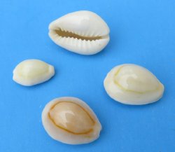Wholesale Cooked Ri...