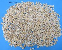 Wholesale Cooked Ring Top Cowries 1/2 to 1 inches - Bag of 2 kilos @ $24 a bag