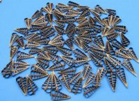 Wholesale Center Cut Telescopium Auger seashells in bulk 2"  - 100 pcs @ .15 each; 500 pcs @ .13 each