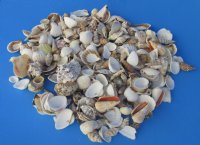 Wholesale Large Mixed Philippine shells 1" - 3" - : 2 kilos per bag @ $2.00/kilo ($4.00/bag)