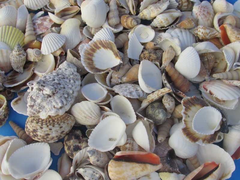 Wholesale Philippine shell mix in bulk 1 3
