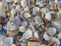 Wholesale Large Mixed Philippine shells 1" - 3" - : 2 kilos per bag @ $2.00/kilo ($4.00/bag)