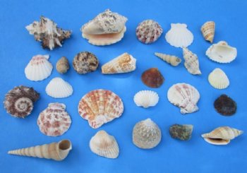 Wholesale Large Mixed Philippine shells 1" - 3" - : 2 kilos per bag @ $2.00/kilo ($4.00/bag)