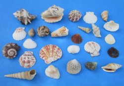 Wholesale Large Mixed Philippine shells 1" - 3" - Case of 20 kilos @ $1.80/kilo ($36/Case)