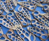 Wholesale Center Cut Cerithium Aloco seashells in bulk 2" to 2-1/2"  - 100 pieces @ .15 each; 500 pcs @ $.13 each 