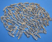 Wholesale Center Cut Cerithium Aloco seashells in bulk 2" to 2-1/2"  - 100 pieces @ .15 each; 500 pcs @ $.13 each 