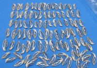 Wholesale Center Cut Strombus aurisdiane seashells in bulk 2" to 3" - 100 pieces @ .15 each;  500 pcs @ $.13 each 
