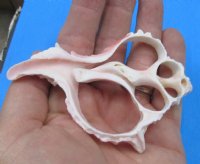 Wholesale Center Cut Pink Murex seashells in bulk 3" to 4"  - Packed 25 pieces @ .80 each; Packed: 100 pcs @ $.72 each