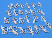 Wholesale Center Cut Pink Murex seashells in bulk 3" to 4"  - Packed 25 pieces @ .80 each; Packed: 100 pcs @ $.72 each