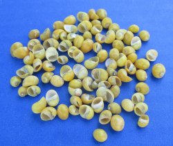 Wholesale Yellow Mongo Shells 1/4" - 2 kilo bag @ $32/Bag