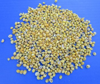 Wholesale Yellow Mongo Shells 1/4" - 2 kilo bag @ $32/Bag