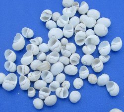Wholesale White Mon...
