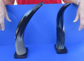 2 pc lot of Polished Cow/Cattle Horns on wooden base 15 and 16 inch - Buy now for $25 