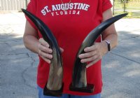 2 pc lot of Polished Cow/Cattle Horns on wooden base 15 and 16 inch - Buy now for $25 