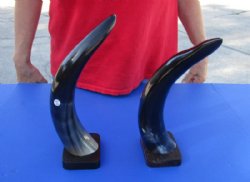 2 pc lot of Polished Cow/Cattle Horns on wooden base 13 inch - For Sale for $25 