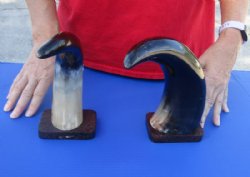 2 pc lot of Polished Cow/Cattle Horns on wooden base 12 and 13 inch - Available now for $25 