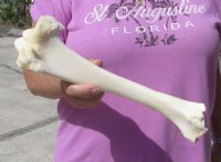 Wholesale buffalo leg bones (Bubalus bubalis) 11 inch to 15 inch - $15.00 each; Packed: 6 pcs @ $13.00 each (We will select bones that look similar to those shown in the photos)  