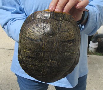 8" Red Eared Slider Turtle Shell - $20