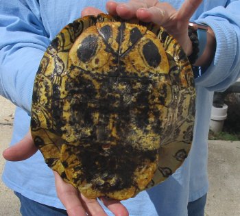 8" Red Eared Slider Turtle Shell - $20