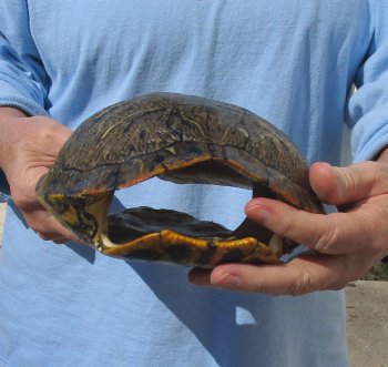 8" Red Eared Slider Turtle Shell - $20