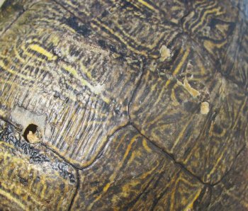 8" Red Eared Slider Turtle Shell - $20