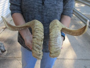 24-25 inch matching pair of ram sheep horns for sale - $43/pair