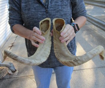 24-25 inch matching pair of ram sheep horns for sale - $43/pair
