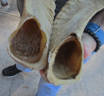 24-25 inch matching pair of ram sheep horns for sale - $43/pair
