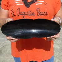 Boat Shaped Buffalo Horn Bowl for sale with decorative "V" shape indentation on sides 11-1/2 inches - You are buying the Buffalo Horn Bowl pictured for $17.00