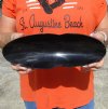 Boat Shaped Buffalo Horn Bowl for sale with decorative "V" shape indentation on sides 11-1/2 inches - You are buying the Buffalo Horn Bowl pictured for $17.00
