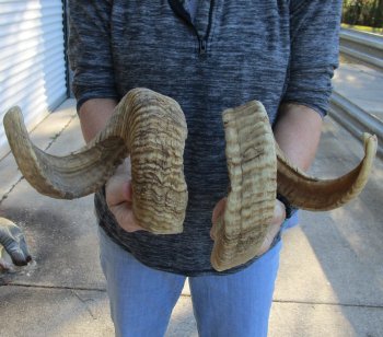 25-26 inch matching pair of ram sheep horns for sale - $43/pair