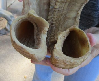25-26 inch matching pair of ram sheep horns for sale - $43/pair