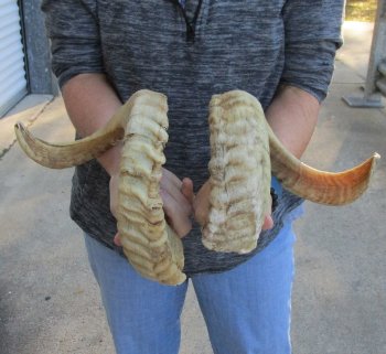 23-24 inch matching pair of ram sheep horns for sale - $43/pair