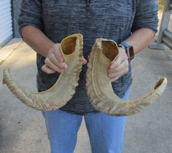 23-24 inch matching pair of ram sheep horns for sale - $43/pair