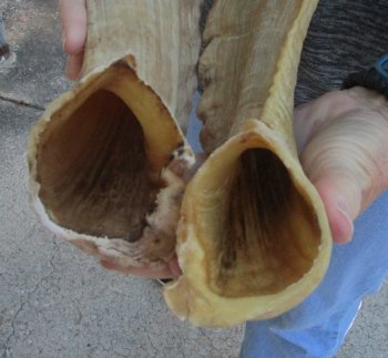 23-24 inch matching pair of ram sheep horns for sale - $43/pair
