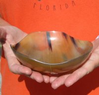 Polished Buffalo Horn, Cow Horn Round Bowl with High/Low Outer Edge Cut Design 5-3/4 inches. Available now for $16.00