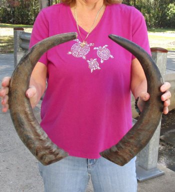 Buy this 2 pc lot of 20-21 Inch Raw Buffalo Horns - $25