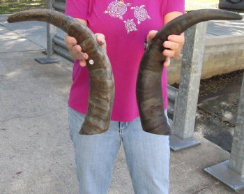 Buy this 2 pc lot of 20-21 Inch Raw Buffalo Horns - $25