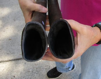 Buy this 2 pc lot of 20-21 Inch Raw Buffalo Horns - $25