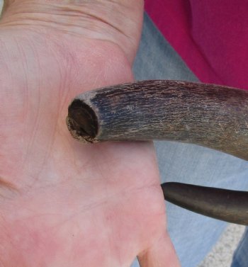 Buy this 2 pc lot of 20-21 Inch Raw Buffalo Horns - $25