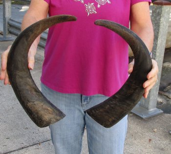Buy this 2 pc lot of 19-20 Inch Raw Buffalo Horns - $25