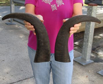 Buy this 2 pc lot of 19-20 Inch Raw Buffalo Horns - $25