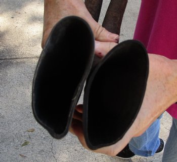 Buy this 2 pc lot of 19-20 Inch Raw Buffalo Horns - $25