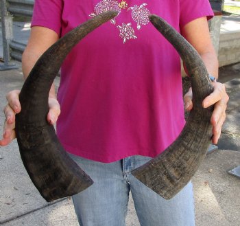 Buy this 2 pc lot of 18-19 Inch Raw Buffalo Horns - $25