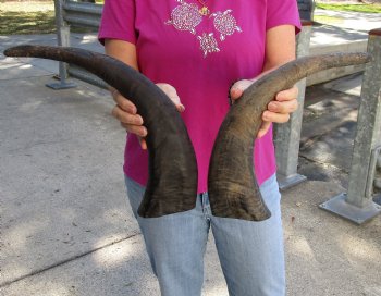 Buy this 2 pc lot of 18-19 Inch Raw Buffalo Horns - $25
